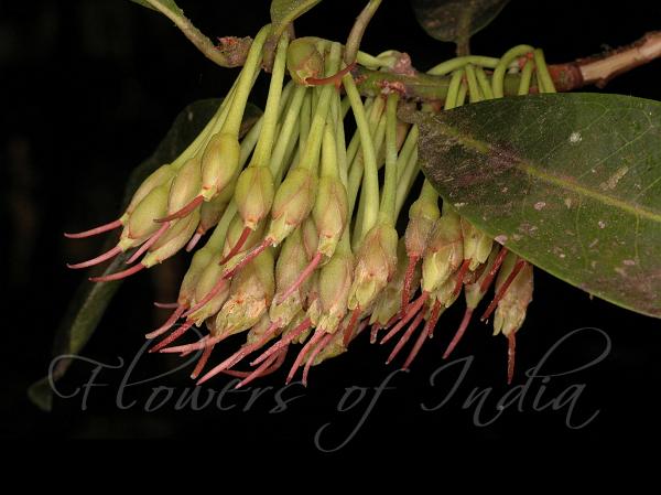 Illipe Butter Tree